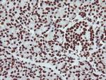 NONO Antibody in Immunohistochemistry (Paraffin) (IHC (P))