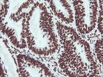 NONO Antibody in Immunohistochemistry (Paraffin) (IHC (P))
