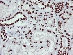 NONO Antibody in Immunohistochemistry (Paraffin) (IHC (P))