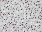 NONO Antibody in Immunohistochemistry (Paraffin) (IHC (P))