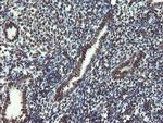 NONO Antibody in Immunohistochemistry (Paraffin) (IHC (P))