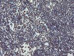 NONO Antibody in Immunohistochemistry (Paraffin) (IHC (P))
