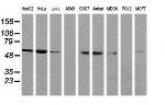 NONO Antibody in Western Blot (WB)