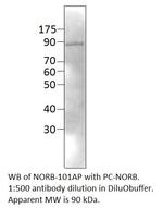 Neurochondrin Polyclonal Antibody