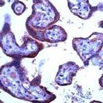 uNOS Antibody in Immunohistochemistry (IHC)