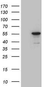 NOSTRIN Antibody in Western Blot (WB)