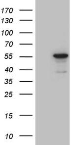 NOSTRIN Antibody in Western Blot (WB)
