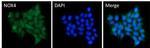 NOX4 Antibody in Immunocytochemistry (ICC/IF)