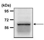 NOX4 Antibody in Immunoprecipitation (IP)