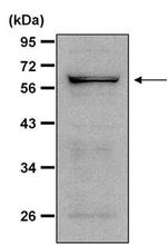 NOX4 Antibody in Western Blot (WB)