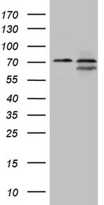 NPAS1 Antibody in Western Blot (WB)