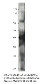 Npas4 Polyclonal Antibody