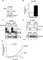 NPM1 Antibody in Western Blot (WB)