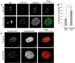 NPM1 Antibody in Immunocytochemistry (ICC/IF)