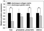NPM1 Antibody in Western Blot (WB)