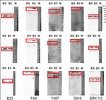 NPM1 Antibody in Western Blot (WB)