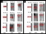 NPM1 Antibody in Western Blot (WB)