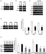 NPM1 Antibody in Western Blot (WB)