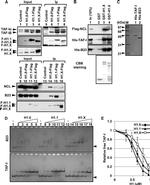 NPM1 Antibody in Western Blot (WB)