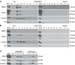NPM1 Antibody in Western Blot (WB)