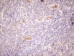 NPPB Antibody in Immunohistochemistry (Paraffin) (IHC (P))