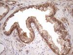 NPPB Antibody in Immunohistochemistry (Paraffin) (IHC (P))