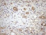 NPPB Antibody in Immunohistochemistry (Paraffin) (IHC (P))