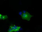 NPR3 Antibody in Immunocytochemistry (ICC/IF)