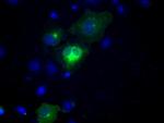 NPR3 Antibody in Immunocytochemistry (ICC/IF)