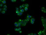 NPR3 Antibody in Immunocytochemistry (ICC/IF)