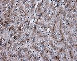 NPR3 Antibody in Immunohistochemistry (Paraffin) (IHC (P))