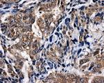 NPR3 Antibody in Immunohistochemistry (Paraffin) (IHC (P))
