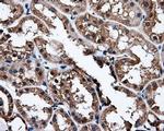 NPR3 Antibody in Immunohistochemistry (Paraffin) (IHC (P))