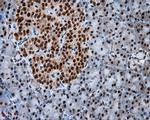 NPR3 Antibody in Immunohistochemistry (Paraffin) (IHC (P))