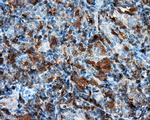NPR3 Antibody in Immunohistochemistry (Paraffin) (IHC (P))