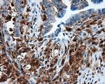 NPR3 Antibody in Immunohistochemistry (Paraffin) (IHC (P))