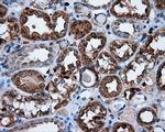 NPR3 Antibody in Immunohistochemistry (Paraffin) (IHC (P))