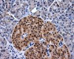 NPR3 Antibody in Immunohistochemistry (Paraffin) (IHC (P))