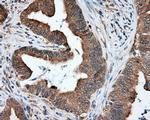 NPR3 Antibody in Immunohistochemistry (Paraffin) (IHC (P))