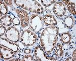 NPR3 Antibody in Immunohistochemistry (Paraffin) (IHC (P))