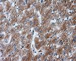 NPR3 Antibody in Immunohistochemistry (Paraffin) (IHC (P))