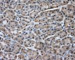 NPR3 Antibody in Immunohistochemistry (Paraffin) (IHC (P))