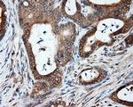 NPR3 Antibody in Immunohistochemistry (Paraffin) (IHC (P))