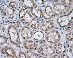 NPR3 Antibody in Immunohistochemistry (Paraffin) (IHC (P))