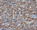 NPR3 Antibody in Immunohistochemistry (Paraffin) (IHC (P))