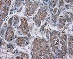 NPR3 Antibody in Immunohistochemistry (Paraffin) (IHC (P))