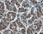 NPR3 Antibody in Immunohistochemistry (Paraffin) (IHC (P))