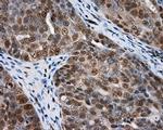 NPR3 Antibody in Immunohistochemistry (Paraffin) (IHC (P))