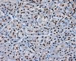 NPR3 Antibody in Immunohistochemistry (Paraffin) (IHC (P))