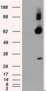 NPR3 Antibody in Western Blot (WB)